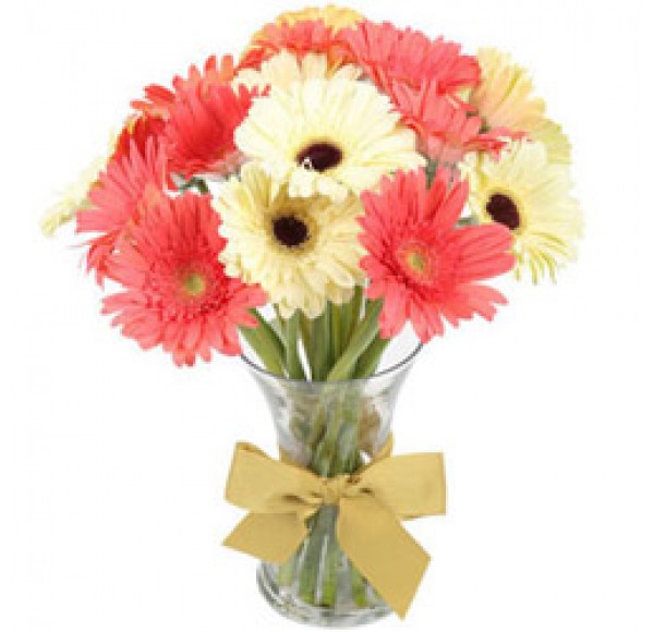 Delicate Dazzle Gerbera Collection